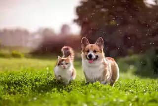 Pet Park